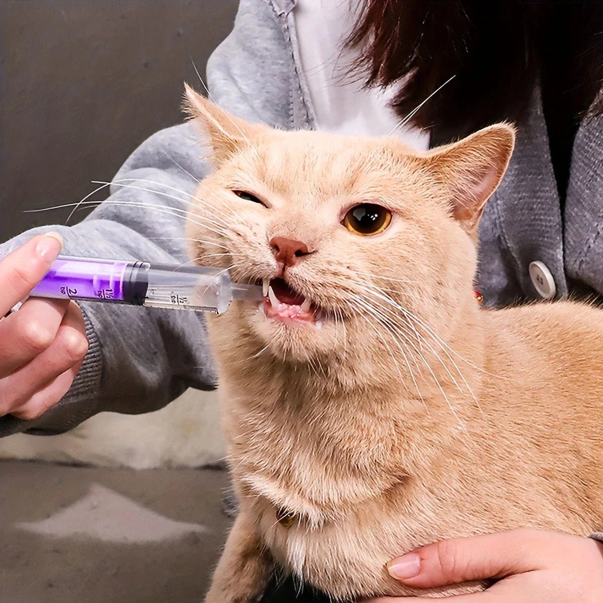 Seringue Alimentation - CatFeedingSyringe™ - Violet - Le Coin Des Félins